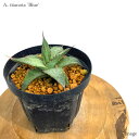 AKx `^m^ 'u[' 5 c (ϗtA  CeA ݂艺 Ǌ| ~j ^ ^ A Agave titanota 'Blue' seedling)