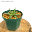 AKx z_ yeVX 5 c (ϗtA  CeA ݂艺 Ǌ| ~j ^ ^ A Agave horrida ssp. perotensis seedling)