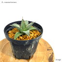 AKx iTrI 5 c (ϗtA  CeA ݂艺 Ǌ| ~j ^ ^ A Agave nassaviorum seedling)