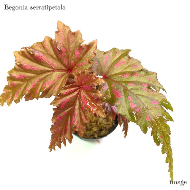 ベゴニア セラティペタラ (熱帯植物 ビバリウム テラリウム パルダリウム 観葉植物 おしゃれ インテリア 室内 小型 ミニ 壁掛け 吊り下げ Begonia serratipetala)のサムネイル