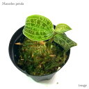 マコデス ペトラ (ジュエルオーキッド 宝石蘭 観葉植物 熱帯植物 ビバリウム テラリウム パルダリウム おしゃれ インテリア 室内 ミニ 小型 Macodes petola)