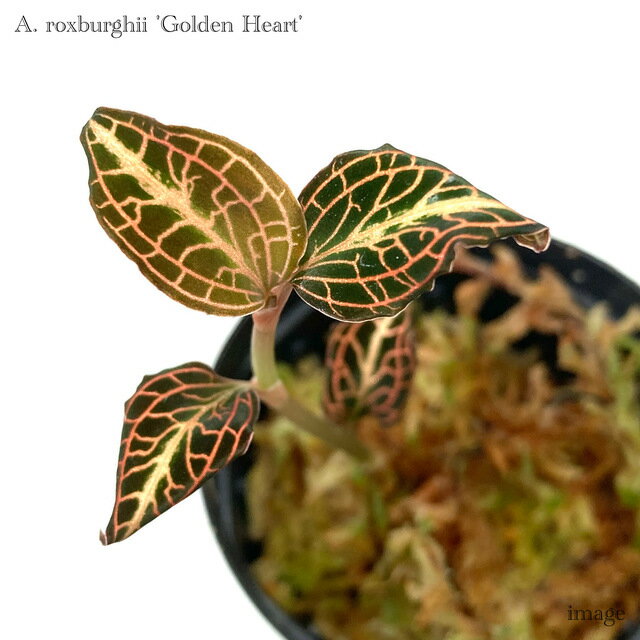 楽天市場】観葉植物 ジュエルオーキッドの通販 楽天市場】観葉植物 ジュエルオーキッドの通販
