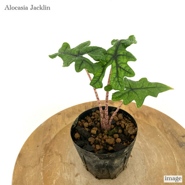 アロカシア ジャックリン (観葉植物 おしゃれ インテリア 吊り下げ 壁掛け ミニ 小型 大型 室内 Alocasia Jacklyn Jacklin)のサムネイル