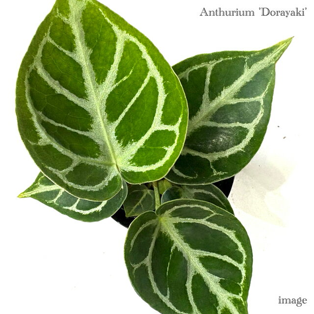 アンスリウム ドラヤキ (観葉植物 おしゃれ インテリア 吊り下げ 壁掛け ミニ 小型 大型 室内 Anthurium Dorayaki)のサムネイル