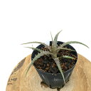 (i )fBbLA xAeAG (No.61983) (ϗtA  Ǌ| CeA ~j ^ ݂艺  uA Dyckia beateae)