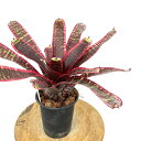 (i) lIQA 'Vt@[' (No.62200) (ϗtA  Ǌ| CeA ~j ^ ^ ݂艺  ^NuA Neoregelia 'Lucifer')