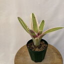 (i) lIQA 'CNEF A{' (No.62210) (ϗtA  Ǌ| CeA ~j ^ ^ ݂艺  ^NuA Neoregelia 'Inkwell Albo')