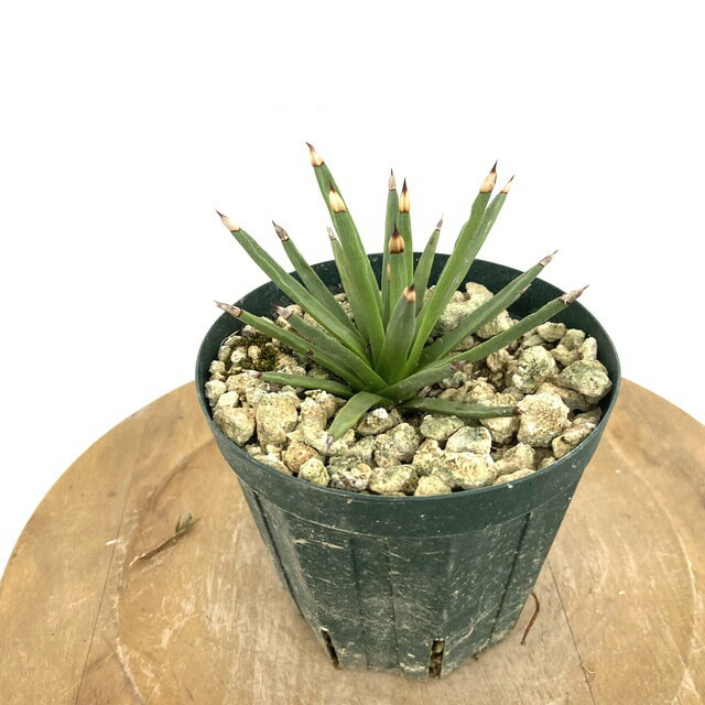 (現品) アガベ アルボピロサ (No.61959) (観葉植物 おしゃれ 室内 インテリア 壁掛け ミニ 小型 多肉植物 Agave albopilosa)