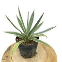 (現品) アガベ 白閃光 (No.62316) (観葉植物 おしゃれ 室内 インテリア 壁掛け ミニ 小型 大型 多肉植物 Agave angstifolia アングスティフォリア)