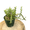 (現品) アポラム メリリー (No.62165) (観葉植物 蘭 洋蘭 インテリア おしゃれ 着生ラン ミニ 小型 室内 壁掛け 吊り下げ Aporum me...