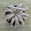 (i) fBbLA z (No.62424) (ϗtA  Ǌ| CeA ~j ^ ݂艺  uA Dyckia hybrid)