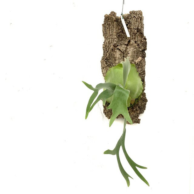 (現品) コウモリラン 'クサナギ' (No.41057) (ビカクシダ プラティセリウム 観葉植物 おしゃれ インテリア 吊り下げ 壁掛け ミニ 小型 大型 室内 ウィリンキー ビフルカツム Platycerium hybrid Kusanagi willinckii bifurcatum)