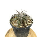 (現品) ディッキア 交配種(アリゾナ × スカイウォーカー) (No.62376) (観葉植物 おしゃれ 壁掛け インテリア ミニ 小型 吊り下げ 室内 ブロ...