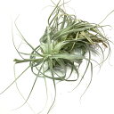 (現品) チランジア ストラミネア 'トールホワイト' (No.21963) (エアープランツ ティランジア 観葉植物 おしゃれ 壁掛け インテリア ミニ 小型 吊り下げ 室内 straminea 'Tall White')