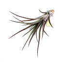 (現品) チランジア 'パチャラ レッドフェニックス' (No.22183) (エアープランツ ティランジア 観葉植物 おしゃれ 壁掛け インテリア ミニ 小型...