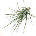 (現品) チランジア ボッテリ (No.22172) (エアープランツ ティランジア 観葉植物 おしゃれ 壁掛け インテリア ミニ 小型 吊り下げ 室内 bot...