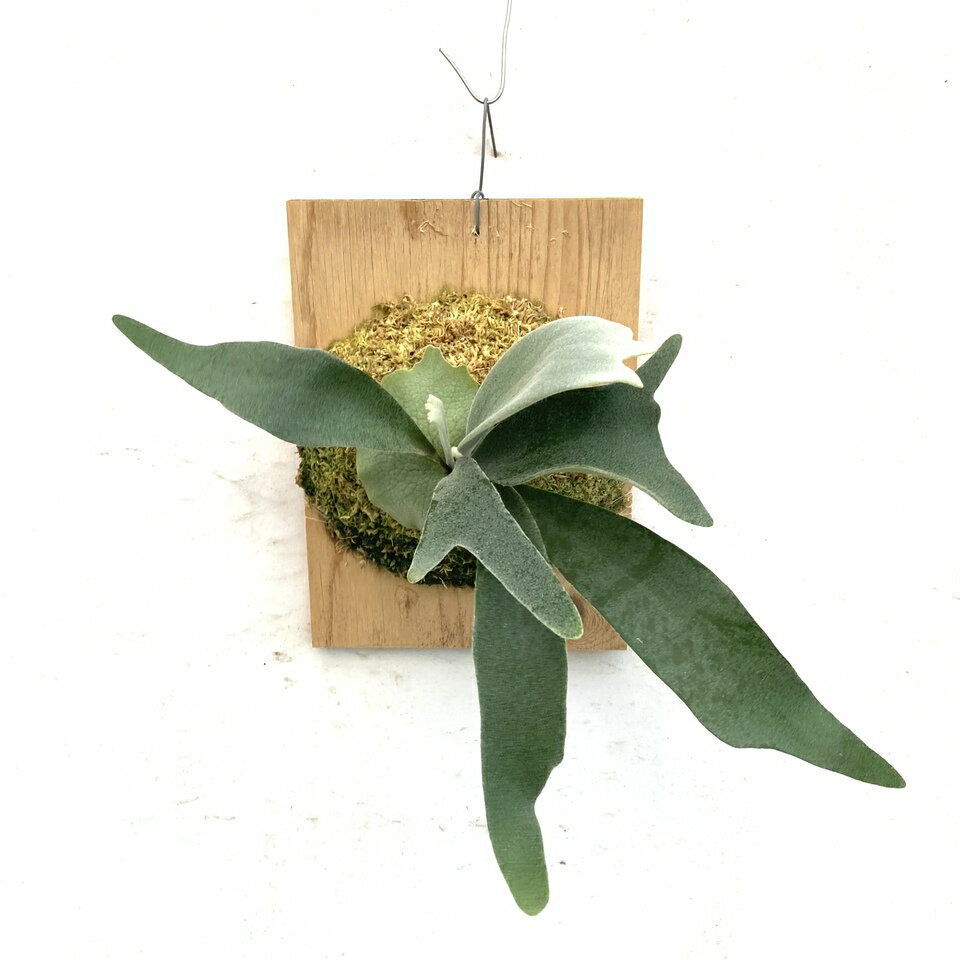 (現品) ビカクシダ ウィリンキー 'セルソタツタ' (TC) (No.40785) (コウモリラン 観葉植物 おしゃれ インテリア 吊り下げ 壁掛け ミニ 小型 大型 室内 Platycerium willinckii 'Celso Tatsuta')