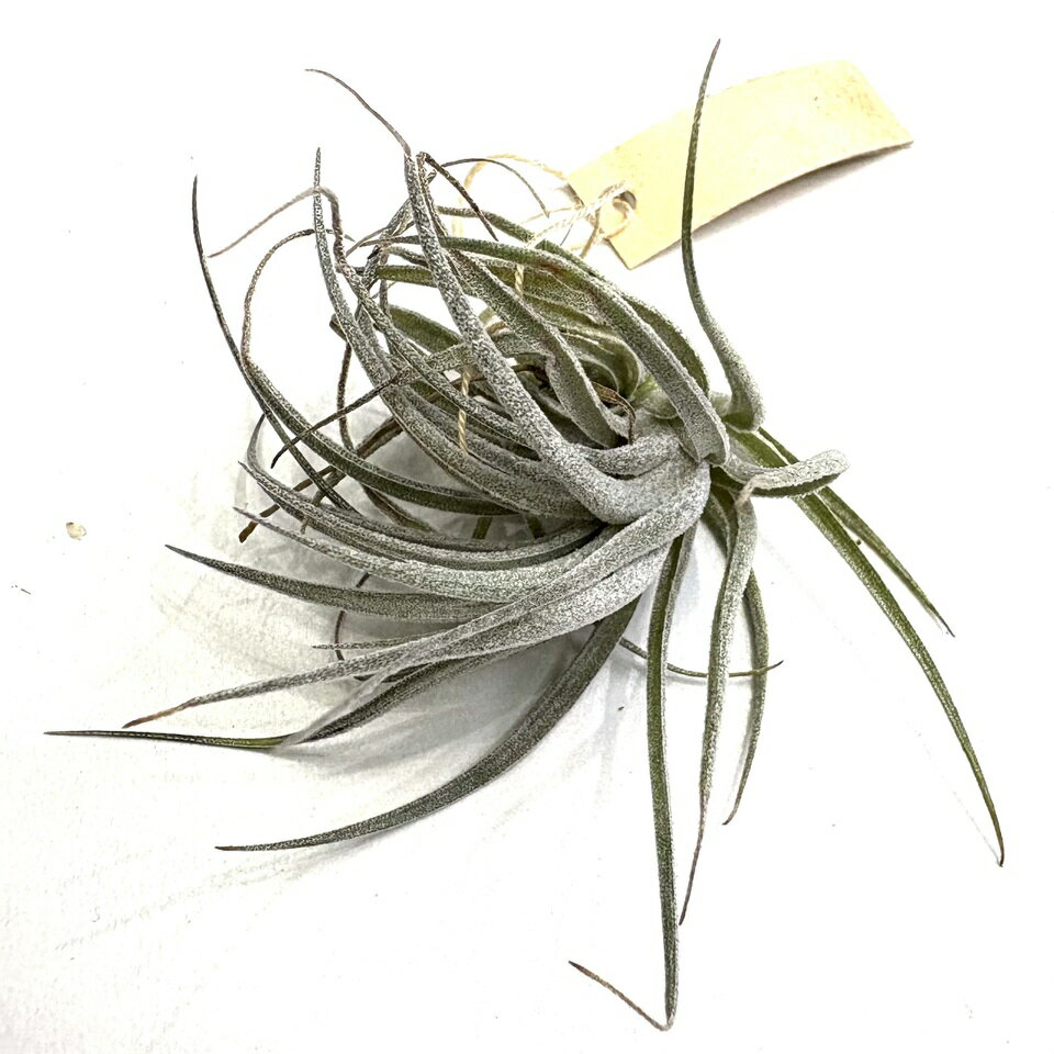 (現品) チランジア スークレイ (No.20921) (エアープランツ ティランジア 観葉植物 おしゃれ 壁掛け インテリア ミニ 小型 吊り下げ 室内 sucrei)