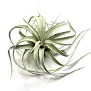 (現品) チランジア キセログラフィカ 'コロンビアフォーム' (No.22096) (エアープランツ ティランジア 観葉植物 おしゃれ 壁掛け インテリア ミニ 小型 大型 吊り下げ 室内 xerographica seedling 実生苗)
