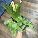 (現品) ビカクシダ 'スリナリウム' (No.41142) (コウモリラン 観葉植物 おしゃれ インテリア 吊り下げ 壁掛け 室内 コロナリウム × ワンダエ Platycerium Surinarium coronarium wandae)