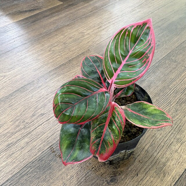 (現品) アグラオネマ 039 ロータスデライト 039 (No.62530) (観葉植物 熱帯植物 ビバリウム テラリウム パルダリウム おしゃれ インテリア 室内 ミニ 小型 Aglaonema 039 Lotus Delight 039 )