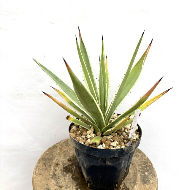中型室内植物 - (現品) アガベ 白閃光 (No.62316) (観葉植物 おしゃれ 室内 インテリア 壁掛け ミニ 小型 大型 多肉植物 Agave angstifolia アングスティフォリア)