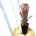 (現品) ビルベルギア (ドミンゴスマーティンス × ストロベリー) (No.62564) (観葉植物 おしゃれ 壁掛け インテリア ミニ 小型 大型 吊り下げ 室内 タンクブロメリア Billbergia hybrid Domingos Martins × Strawberry)