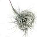 (現品) チランジア テクトラム (No.22253) (エアープランツ ティランジア 観葉植物 おしゃれ 壁掛け インテリア ミニ 小型 大型 吊り下げ tectorum)