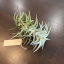 (現品) チランジア イオナンタ バンハイニンギー 斑入り (No.22153) (エアープランツ ティランジア 観葉植物 おしゃれ 壁掛け インテリア ミニ 小型 吊り下げ 室内 バリエガータ ionantha var. vanhyningii variegated variegata)