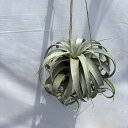 (現品) チランジア キセログラフィカ (No.22312) (エアープランツ ティランジア 観葉植物 おしゃれ 壁掛け インテリア ミニ 小型 大型 吊り下げ 室内 xerographica)