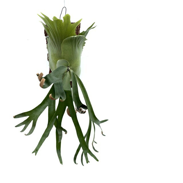 ビカクシダ ヒリー 8株セット 楽天市場】ビカクシダ ヒリー(観葉植物|花・観葉植物):花