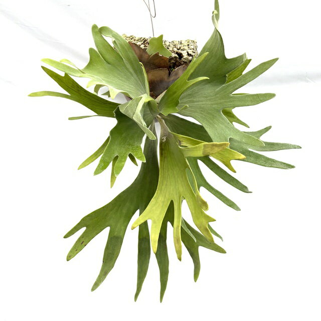 (現品) ビカクシダ 不明種 (No.40755) (コウモリラン 観葉植物 おしゃれ インテリア 吊り下げ 壁掛け ミニ 小型 大型 室内 Platycerium sp.)