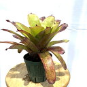 (現品) ネオレゲリア 'ストロベリー ローン' (No.62099) (観葉植物 おしゃれ 壁掛け インテリア ミニ 小型 大型 吊り下げ 室内 タンクブロメリア Neoregelia 'Strawberry Roan')