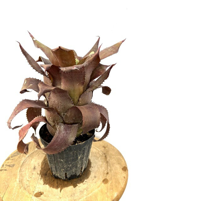 (現品) ホヘンレゲリア 'アイスティー' (No.61713) (観葉植物 おしゃれ 壁掛け インテリア 大型 吊り下..