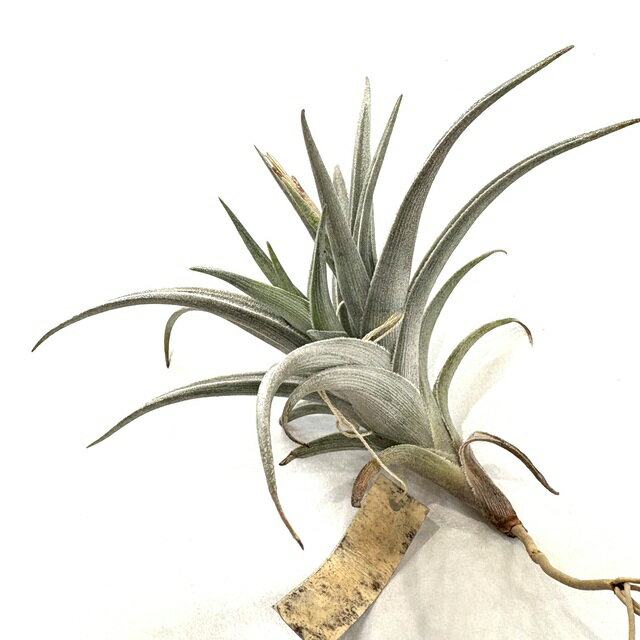 (現品) チランジア ハセイ (No.22171) (エアープランツ ティランジア 観葉植物 おしゃれ 壁掛け インテ..