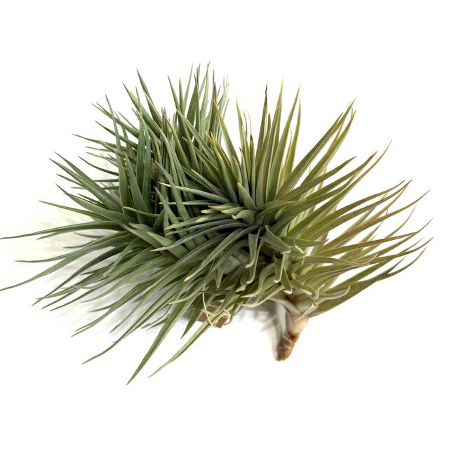 チランジアアエラントス'ブロンズ'