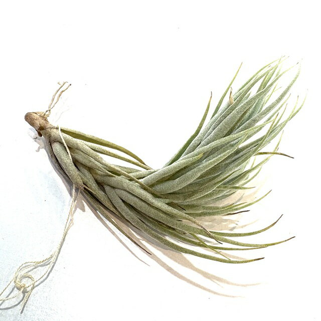 (現品) チランジア キルシュネキー (No.22072) (エアープランツ ティランジア 観葉植物 おしゃれ 壁掛..