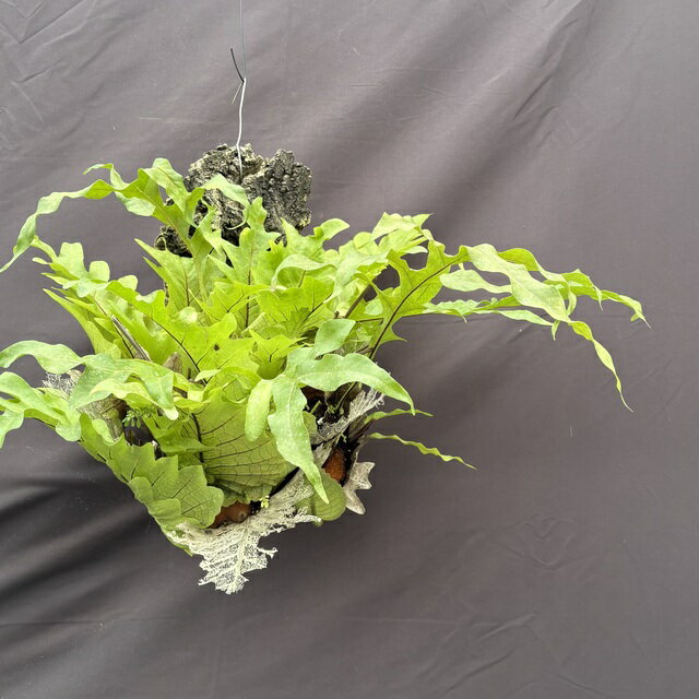 (現品) ドリナリア クエルシフォリア (No.62439) (観葉植物 おしゃれ インテリア 吊り下げ 壁掛け ミニ 小型 大型 室内 Drynaria quercifolia)