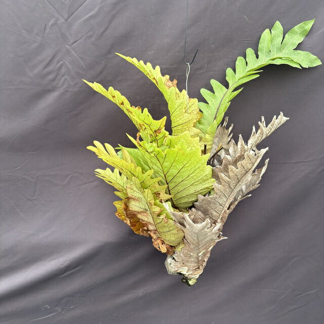 (現品) ドリナリア クエルシフォリア (No.62281) (観葉植物 おしゃれ インテリア 吊り下げ 壁掛け ミニ 小型 大型 室内 Drynaria quercifolia)