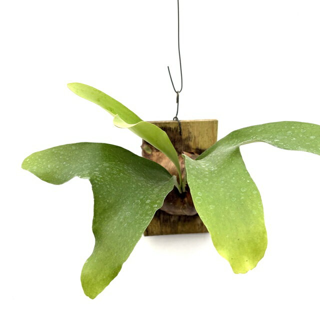 (現品) ビカクシダ エリシー (No.40830) (コウモリラン 観葉植物 おしゃれ インテリア 吊り下げ 壁掛け ミニ 小型 大型 室内 Platycerium ellisii)