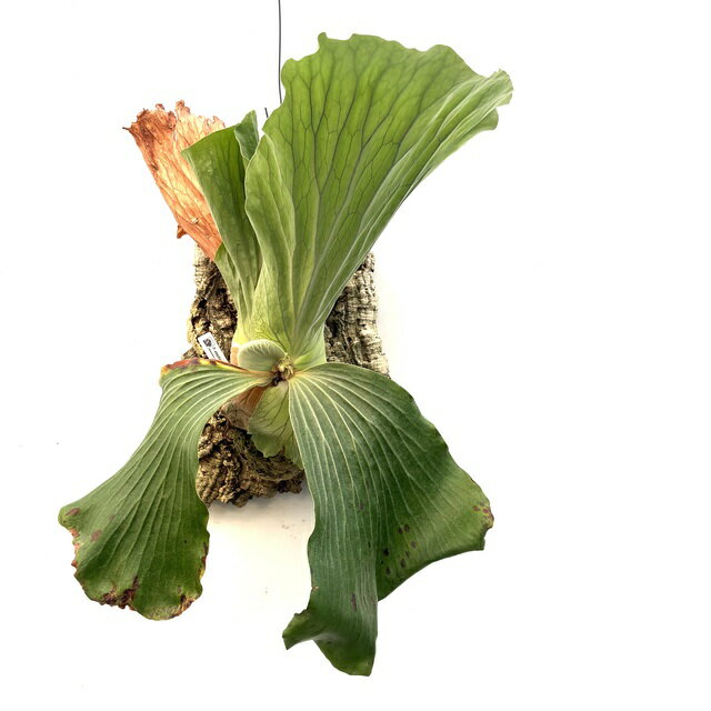 (現品) ビカクシダ エレファントティス (No.40890) (コウモリラン 観葉植物 おしゃれ インテリア 吊り下げ 壁掛け ミニ 小型 大型 室内 Platycerium elephantotis)