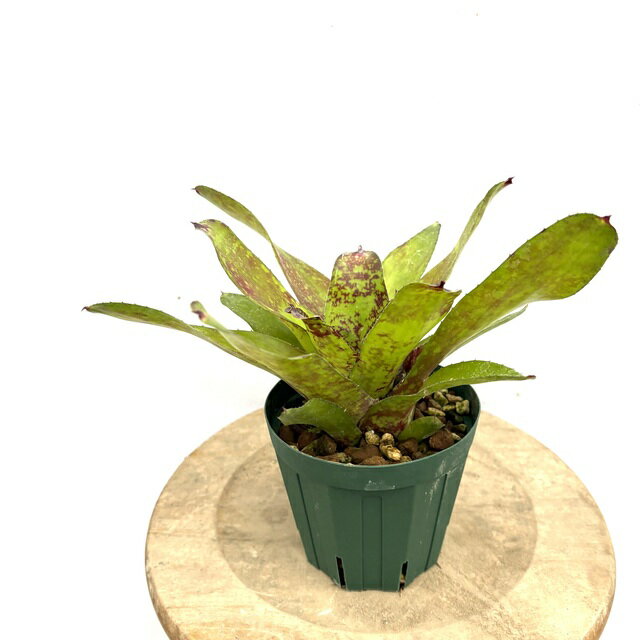 (現品) ネオレゲリア 'スーパーキュート' (No.62096) (観葉植物 おしゃれ 壁掛け インテリア ミニ 小型 大型 吊り下げ 室内 タンクブロメリア Neoregelia 'Super Cute')