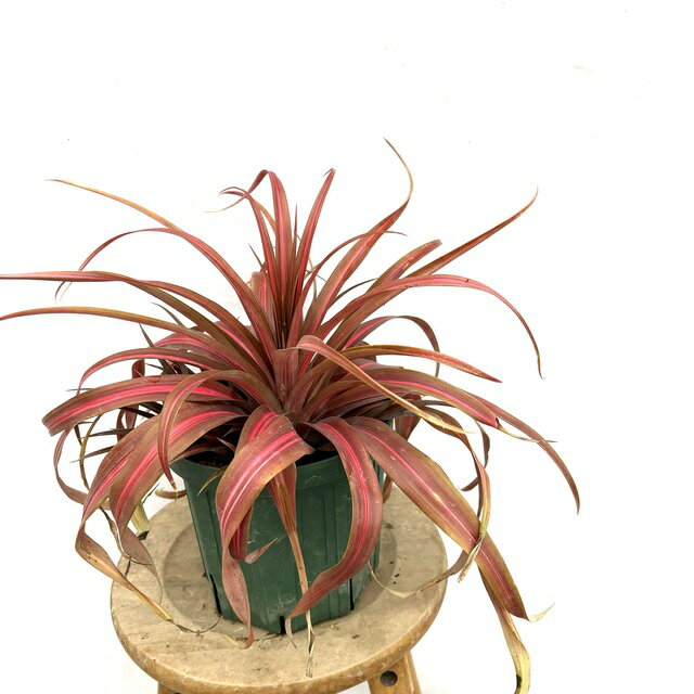 (現品) アナナス コモサス 斑入り (No.62507) (観葉植物 おしゃれ 壁掛け インテリア ミニ 小型 大型 ..