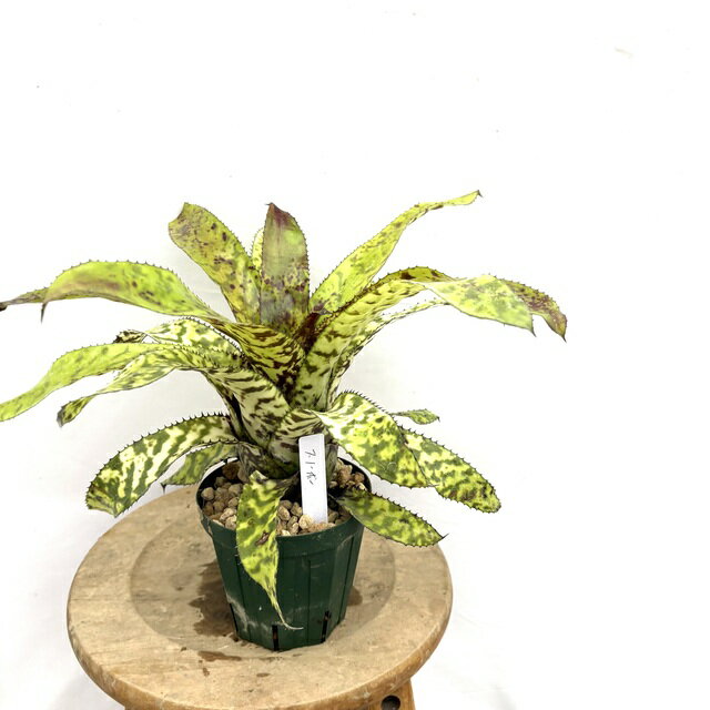 (現品) エクメア 'スノーボー' (No.62208) (観葉植物 おしゃれ 壁掛け インテリア ミニ 小型 大型 吊り..