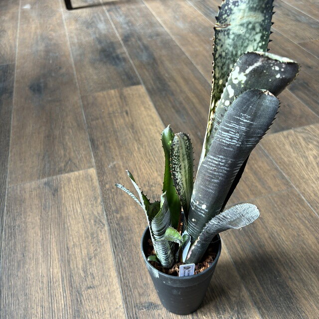 (現品) ビルベルギア ビッタータ 'ドミンゴスマーティンス' (No.62546) (観葉植物 おしゃれ 壁掛け インテリア ミニ 小型 大型 吊り下げ 室内 タンクブロメリア Billbergia vittata 'Domingos Martins')