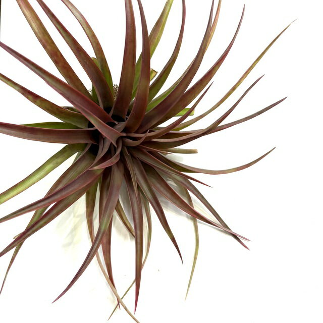 チランジアカピタータ'レッド'