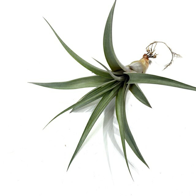 チランジア'ブロンズクラウン'