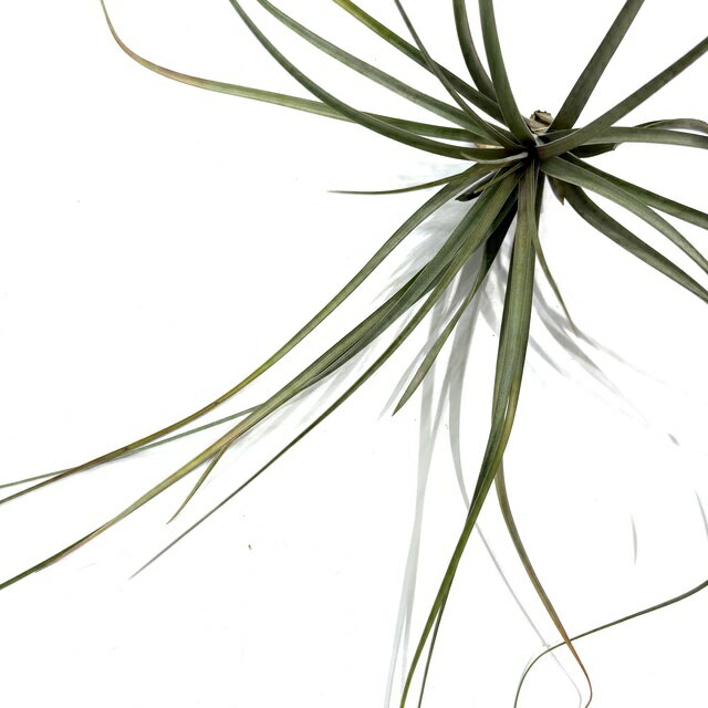 (現品) チランジア 交配種 (サカパネンシス × xフロリディアナ) (No.21803) (エアープランツ ティランジア 観葉植物 おしゃれ 壁掛け インテリア ミニ 小型 大型 吊り下げ 室内 hybrid zacapanensis x xFloridiana)