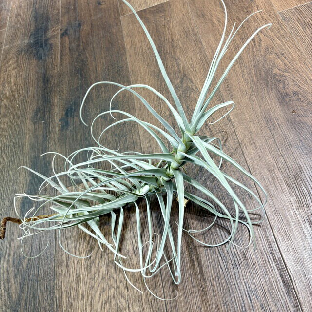 (現品) チランジア ストラミネア 'ジャイアント トール' (No.21413) (エアープランツ ティランジア 観葉植物 おしゃれ 壁掛け インテリア ミニ 小型 大型 吊り下げ 室内 straminea 'Giant Tall')