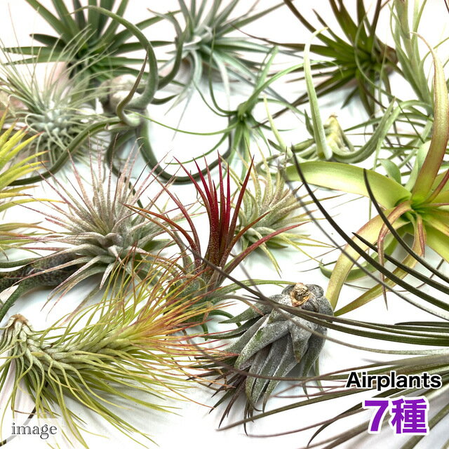 (̵) ץ ޤ 7 å (鿴Ԥˤ⥪! ץ 󥸥 ƥ󥸥 տʪ  ɳݤ ƥꥢ ߥ  ߤ겼  Tillandsia ʡ)